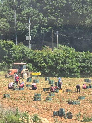 김학룡님의 감자 · 영농일지 작성글 사진