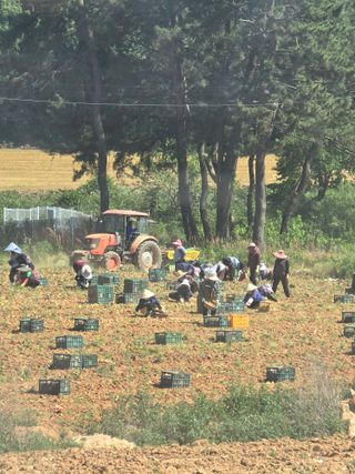 김학룡님의 감자 · 영농일지 작성글 사진