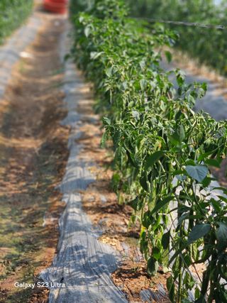 택아님의 고추 · 영농일지 작성글 사진