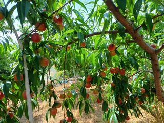 부농이네(이나영)님의 복숭아 · 영농일지 작성글 사진
