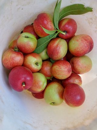 부농이네(이나영)님의 복숭아 · 영농일지 작성글 사진