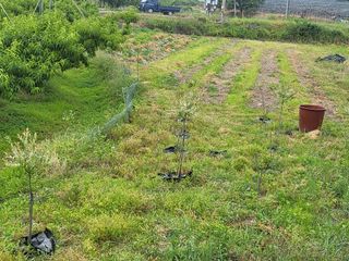 황정희님의 두릅 · 영농일지 작성글 사진