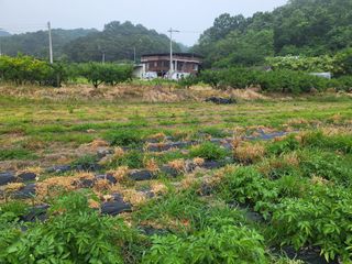 황정희님의 두릅 · 영농일지 작성글 사진