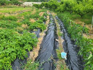 황정희님의 두릅 · 영농일지 작성글 사진