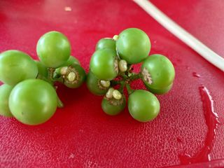 이용석님의 포도 · 병해충상담 작성글 사진