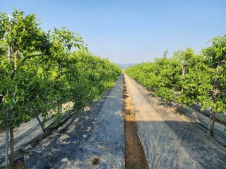 대추 9544님의 자유주제 · 자유게시판 작성글 사진