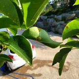 팜모닝 배·병해충상담 게시글 이미지