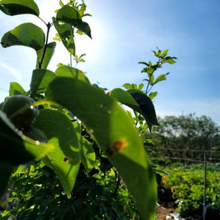 쟁기님의 배 · 병해충상담 작성글 사진