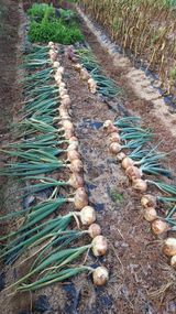 팜모닝 양파·영농일지 게시글 이미지