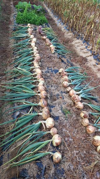 알 수 없음님의 양파 · 영농일지 작성글 사진