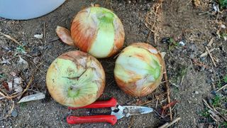 알 수 없음님의 양파 · 영농일지 작성글 사진