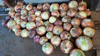 알 수 없음님의 양파 · 영농일지 작성글 사진