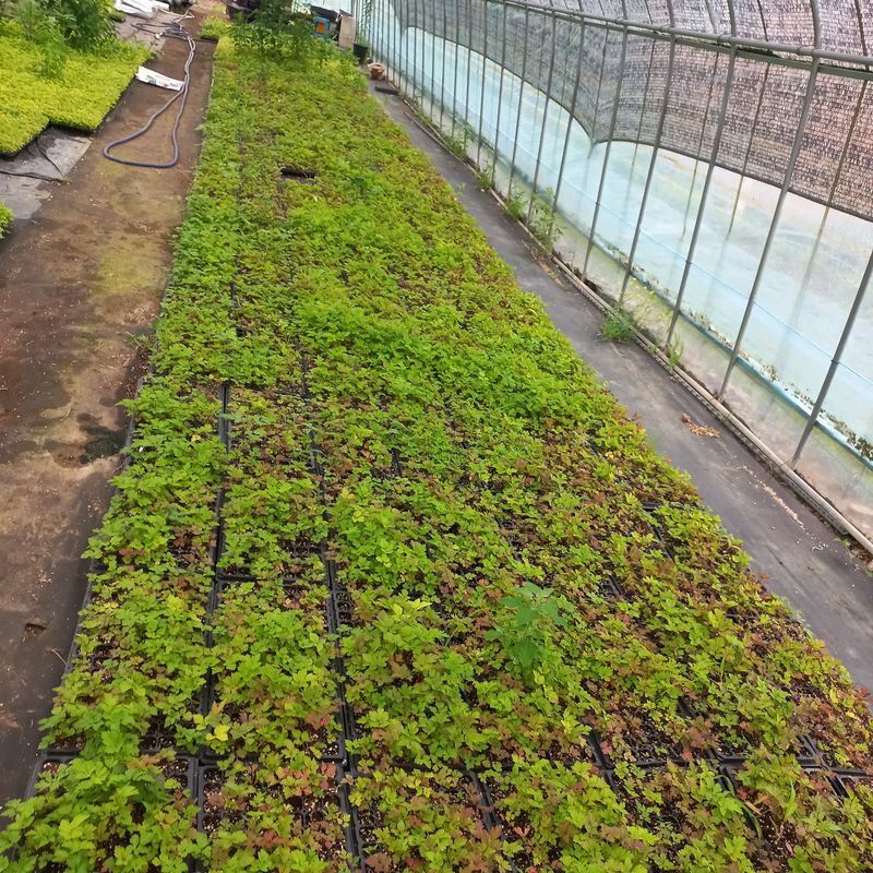 장터 상품 [바디나물( 연삼) ] 썸네일