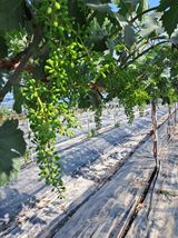 팜모닝 포도·자유게시판 게시글 이미지