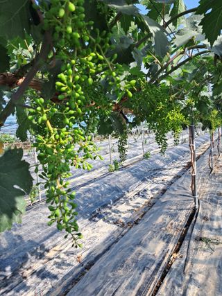 포도님의 포도 · 자유게시판 작성글 사진