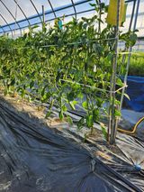 팜모닝 고추·영농일지 게시글 이미지