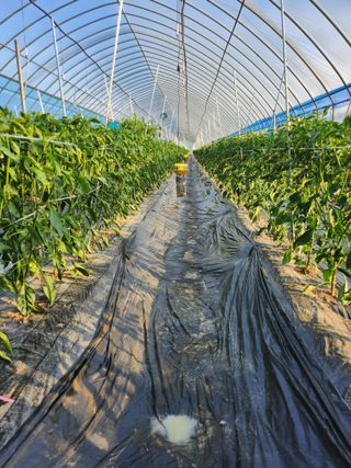 김창순님의 고추 · 영농일지 작성글 사진