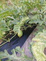 팜모닝 기타작물·영농일지 게시글 이미지