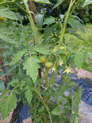 이상돈님의 기타작물 · 영농일지 작성글 사진