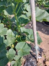 팜모닝 호박·영농일지 게시글 이미지