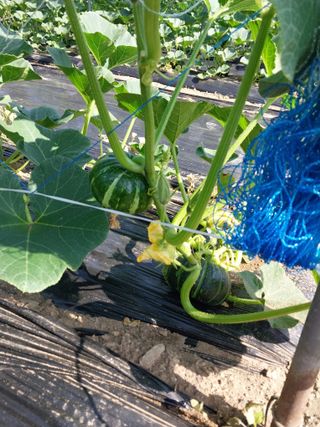 변귀재님의 호박 · 영농일지 작성글 사진