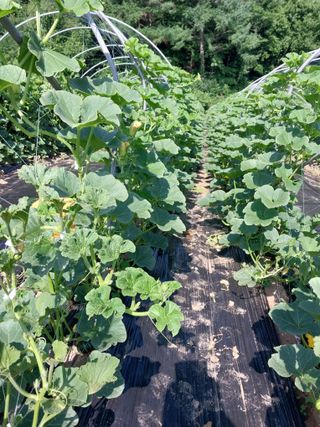 변귀재님의 호박 · 영농일지 작성글 사진