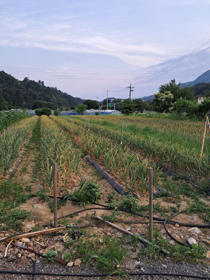 장터 상품 [홍산마늘] 썸네일