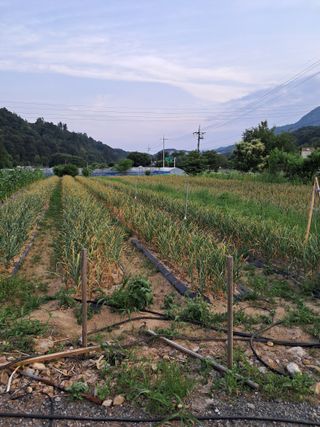 농부의약속님의 작성글 사진
