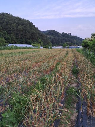 농부의약속님의 작성글 사진