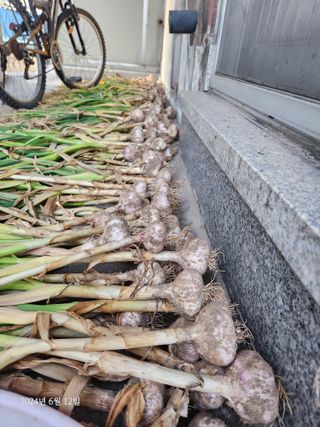 김시내 님의 마늘 · 영농일지 작성글 사진