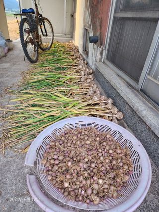 김시내 님의 마늘 · 영농일지 작성글 사진