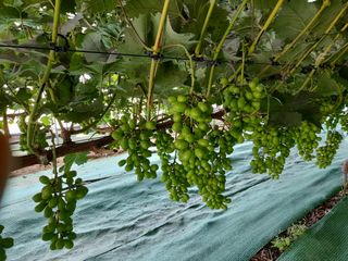 원예사랑님의 포도 · 영농일지 작성글 사진