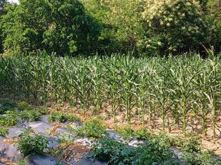 전국하님의 옥수수 · 영농일지 작성글 사진