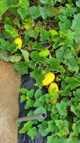 청암농원님의 시금치 · 일상 작성글 사진