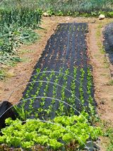 팜모닝 상추·영농일지 게시글 이미지