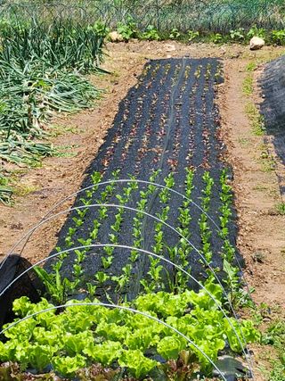 남창농사꾼님의 상추 · 영농일지 작성글 사진