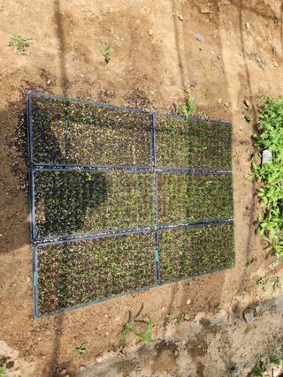 남창농사꾼님의 상추 · 영농일지 작성글 사진