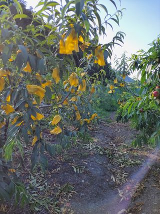 우영옥님의 복숭아 · 영농일지 작성글 사진