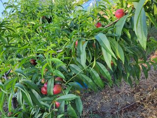 우영옥님의 복숭아 · 영농일지 작성글 사진