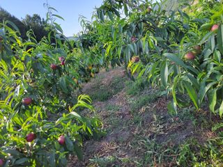 우영옥님의 복숭아 · 영농일지 작성글 사진