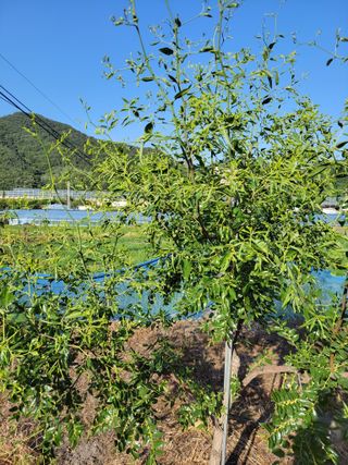 우영옥님의 복숭아 · 영농일지 작성글 사진