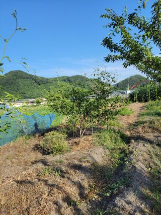 우영옥님의 복숭아 · 영농일지 작성글 사진