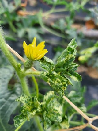 논산상월안정환님의 자유주제 · 자유게시판 작성글 사진