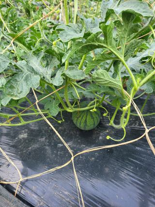 논산상월안정환님의 자유주제 · 자유게시판 작성글 사진