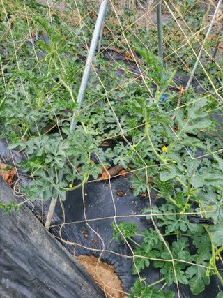 논산상월안정환님의 자유주제 · 자유게시판 작성글 사진