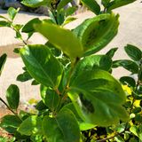 팜모닝 감·병해충상담 게시글 이미지