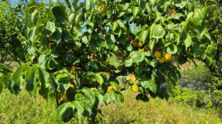 신안광열님의 매실 · 영농일지 작성글 사진