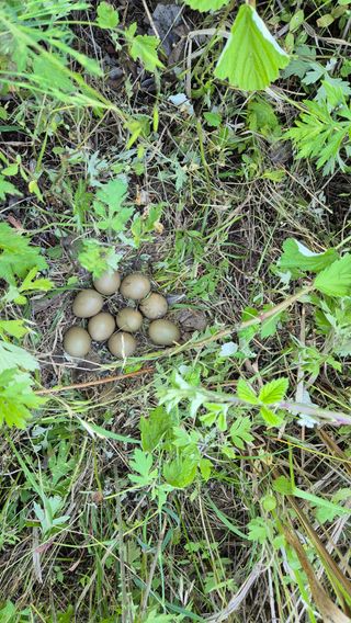 신안광열님의 매실 · 영농일지 작성글 사진