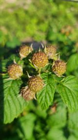 팜모닝 들깨·영농일지 게시글 이미지