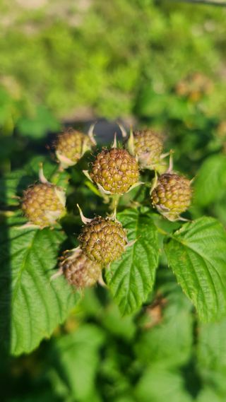 장봉덕님의 들깨 · 영농일지 작성글 사진